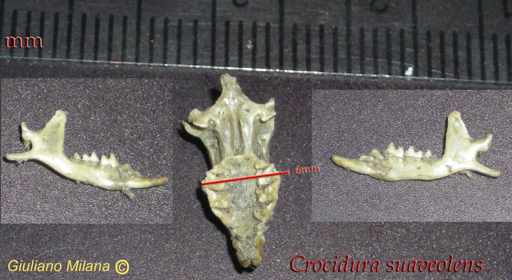 Cranio: Crocidura minore